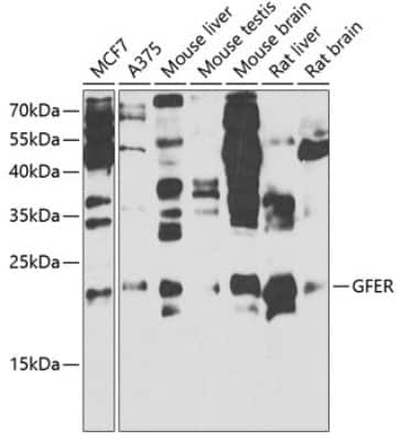 Western Blot: GFER/ALR AntibodyBSA Free [NBP3-03816]