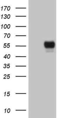 Western Blot: GFI-1 Antibody (OTI6E8)Azide and BSA Free [NBP2-70827]