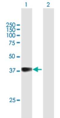 Western Blot: GFI1B Antibody [H00008328-B01P]