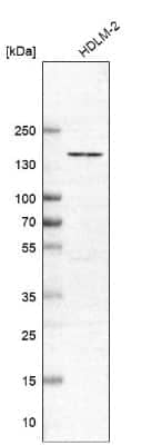 Western Blot: GFM1 Antibody [NBP1-83997]