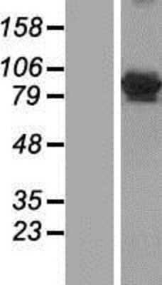 Western Blot: GFM1 Overexpression Lysate [NBP2-06244]