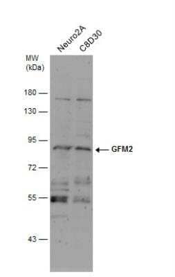 Western Blot: GFM2 Antibody [NBP2-16646]