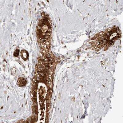 Immunohistochemistry-Paraffin: GFOD1 Antibody [NBP1-89239]