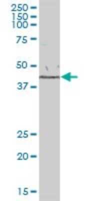 Western Blot: GFOD1 Antibody [H00054438-B01P]