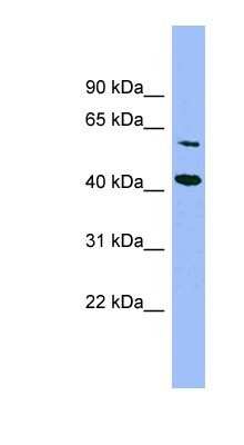 Western Blot: GFOD1 Antibody [NBP1-57621]