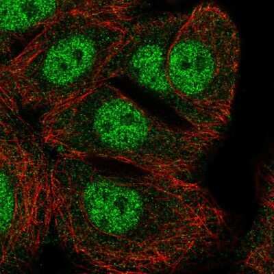 Immunocytochemistry/ Immunofluorescence: GFOD2 Antibody [NBP1-82066]