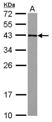 Western Blot: GFOD2 Antibody [NBP2-16647]