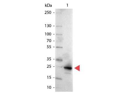 Western Blot Detection of GFP Using Alkaline Phosphatase Conjugated Antibody