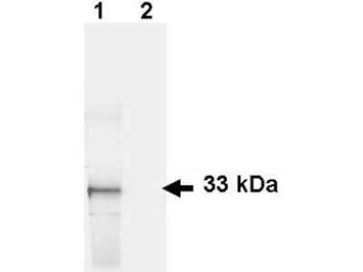 Western Blot Detection of GFP in HeLa Cells