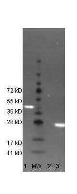 Western Blot Detection of GFP Using DyLight 488 Conjugated Antibody