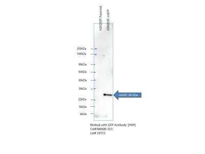 Western Blot Detection of GFP Expressed in HEK293 Cells Using HRP Conjugated Antibody