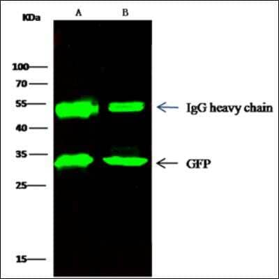 Immunoprecipitation: GFP Antibody (208) [NBP2-90178]