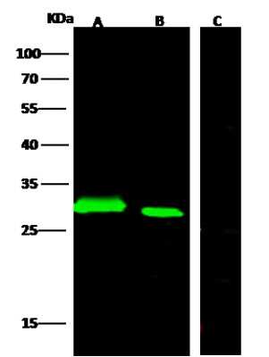 Western Blot: GFP Antibody (208) [NBP2-90178]