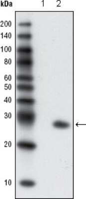 Western Blot: GFP Antibody (4B10B2)Azide and BSA Free [NBP2-80750]