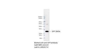 Western Blot: GFP Antibody (4B10B2)Azide and BSA Free [NBP2-80750]