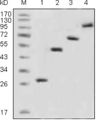 Western Blot: GFP Antibody (4B10B2)BSA Free [NBP2-22111]