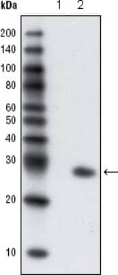 Western Blot: GFP Antibody (4B10B2)BSA Free [NBP2-22111]