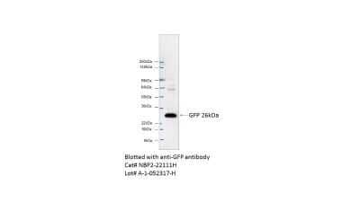 Western Blot: GFP Antibody (4B10B2)BSA Free [NBP2-22111]