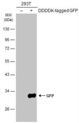 Western Blot: GFP Antibody (859) [NBP2-43575]