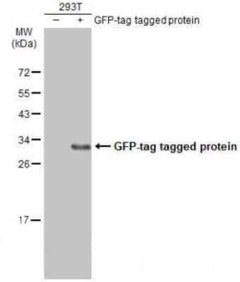 Western Blot: GFP Antibody (859) [NBP2-43575]