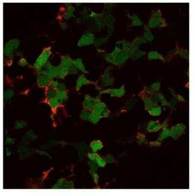 Immunocytochemistry/ Immunofluorescence: GFP Antibody (9F9.F9) [NB600-597]