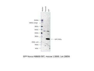 Western Blot: GFP Antibody (9F9.F9) [NB600-597]