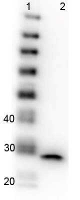 Western Blot: GFP Antibody (9F9.F9) [NB600-597]