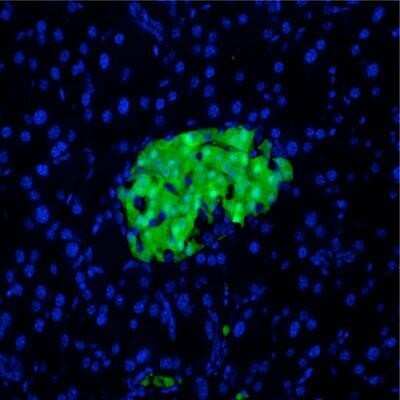 Immunofluorescent Staining of Mouse Pancreas Using Biotin Conjugated GFP Antibody