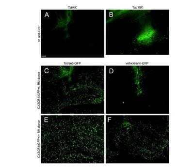 Immunocytochemistry/ Immunofluorescence: GFP Antibody [NB600-303]