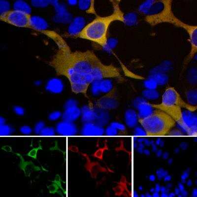 Immunocytochemistry/ Immunofluorescence: GFP Antibody [NBP2-50034]