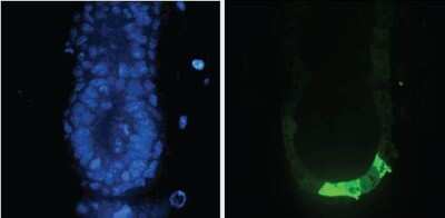 Immunohistochemical Detection of GFP in Transgenic Mouse Embryo