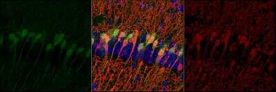 Immunohistochemistry-Paraffin: GFP Antibody [NB100-1614]