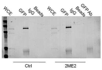 Immunoprecipitation: GFP Antibody [NB600-303]