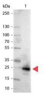 Western Blot Detection of GFP Using Alkaline Phosphatase Conjugated Antibody