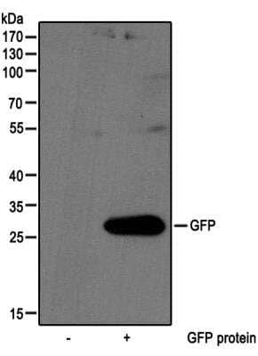 Western Blot: GFP Antibody [NB100-56401]