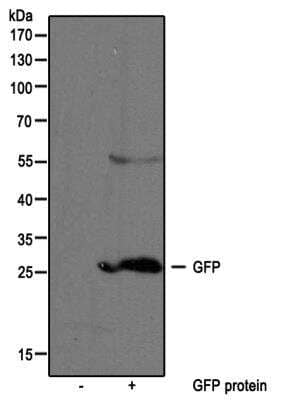 Western Blot: GFP Antibody [NB100-56402]