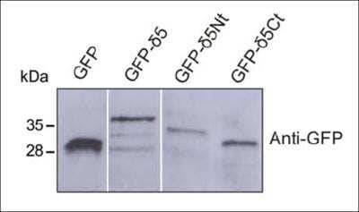 Western Blot: GFP Antibody [NB600-303]