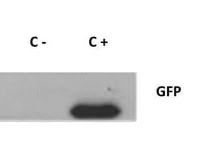 Western Blot: GFP Antibody [NB600-303]