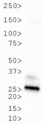 Western Blot: GFP Antibody [NB600-303]