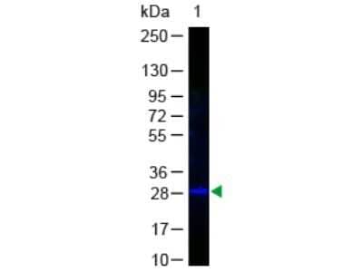 Western Blot: GFP Antibody [NB600-303]
