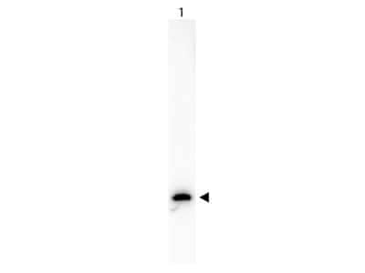 Western Blot: GFP Antibody [NB600-303]