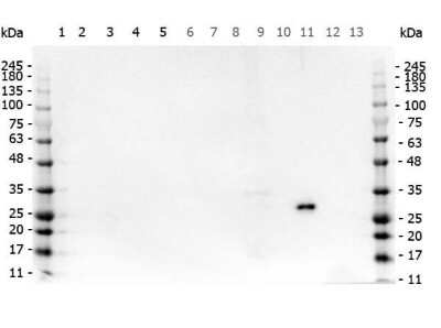Western Blot Analysis of GFP in Multiple Cell Lysates and Proteins