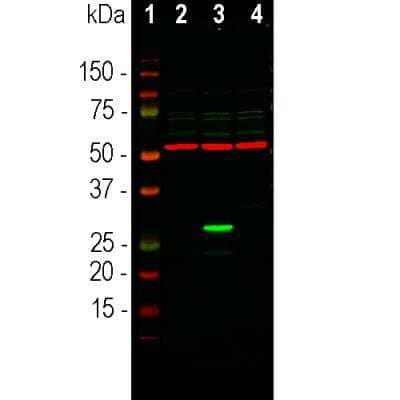 Western Blot: GFP Antibody [NBP2-50059]