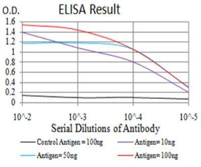 ELISA: GFPT1 Antibody (1F1A4) - BSA Free [NBP2-52472]