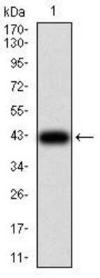 Western Blot: GFPT1 Antibody (1F1A4)BSA Free [NBP2-52472]