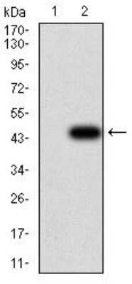 Western Blot: GFPT1 Antibody (1F1B9)BSA Free [NBP2-52474]