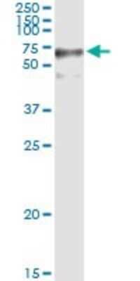 Western Blot: GFPT2 Antibody [H00009945-D01P]