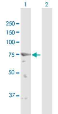 Western Blot: GFPT2 Antibody [H00009945-D01P]