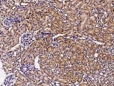 Immunohistochemistry-Paraffin: GFR alpha-1/GDNF R alpha-1 Antibody (009) [NBP2-90463]