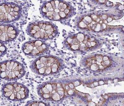 Immunohistochemistry-Paraffin: GFR alpha-1/GDNF R alpha-1 Antibody [NBP2-14045]